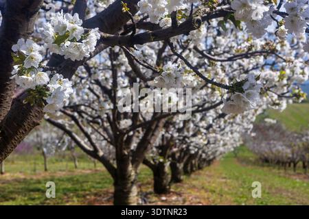 Rachi, Pieria, Greece. Blooming cherry trees in neat orchard rows during springtime, with white blossoms and mountain backdrop. Stock Photo