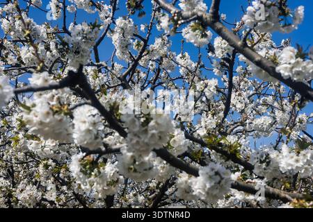 Rachi, Pieria, Greece. Blooming cherry trees in neat orchard rows during springtime, with white blossoms and mountain backdrop. Stock Photo