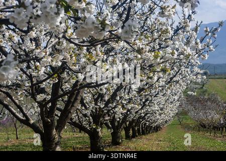 Rachi, Pieria, Greece. Blooming cherry trees in neat orchard rows during springtime, with white blossoms and mountain backdrop. Stock Photo