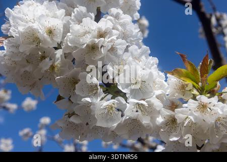 Rachi, Pieria, Greece. Blooming cherry trees in neat orchard rows during springtime, with white blossoms and mountain backdrop. Stock Photo