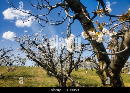 Rachi, Pieria, Greece. Blooming cherry trees in neat orchard rows during springtime, with white blossoms and mountain backdrop. Stock Photo
