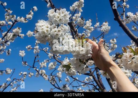Rachi, Pieria, Greece. Blooming cherry trees in neat orchard rows during springtime, with white blossoms and mountain backdrop. Stock Photo