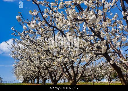 Rachi, Pieria, Greece. Blooming cherry trees in neat orchard rows during springtime, with white blossoms and mountain backdrop. Stock Photo