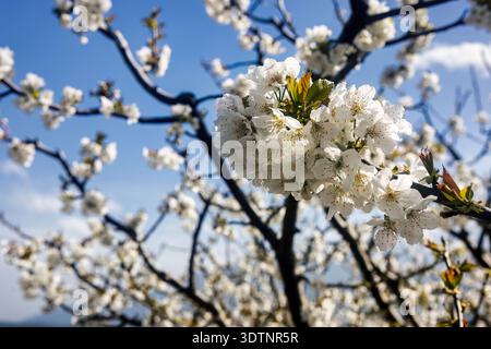 Rachi, Pieria, Greece. Blooming cherry trees in neat orchard rows during springtime, with white blossoms and mountain backdrop. Stock Photo