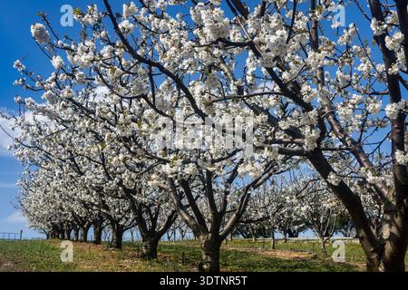Rachi, Pieria, Greece. Blooming cherry trees in neat orchard rows during springtime, with white blossoms and mountain backdrop. Stock Photo