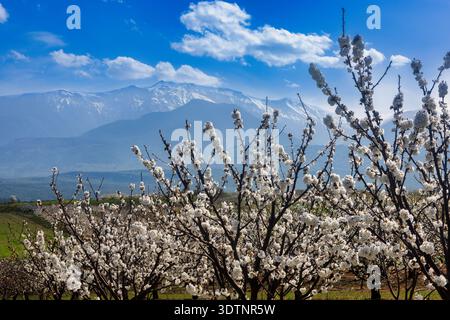 Rachi, Pieria, Greece. Blooming cherry trees in neat orchard rows during springtime, with white blossoms and mountain backdrop. Stock Photo