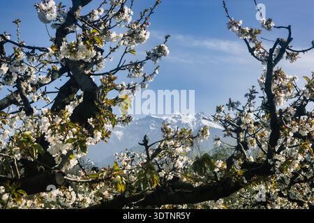 Rachi, Pieria, Greece. Blooming cherry trees in neat orchard rows during springtime, with white blossoms and mountain backdrop. Stock Photo