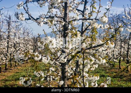Rachi, Pieria, Greece. Blooming cherry trees in neat orchard rows during springtime, with white blossoms and mountain backdrop. Stock Photo