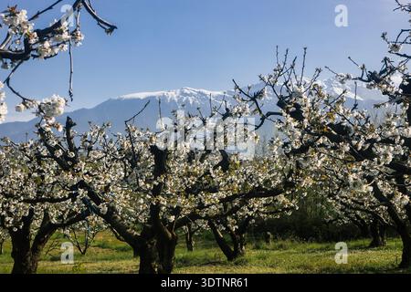 Rachi, Pieria, Greece. Blooming cherry trees in neat orchard rows during springtime, with white blossoms and mountain backdrop. Stock Photo