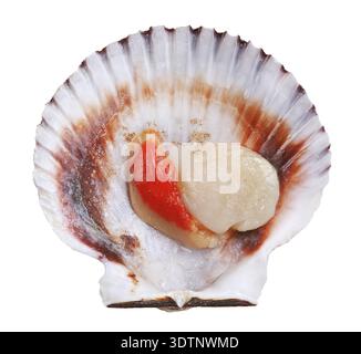 Fresh opened scallop shell isolated on white background Stock Photo