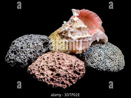 A beautiful queen conch shell with soft pink tones is placed on a set of colorful porous volcanic stones. The high contrast black background makes the Stock Photo