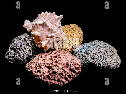A beautiful queen conch shell with soft pink tones is placed on a set of colorful porous volcanic stones. The high contrast black background makes the Stock Photo