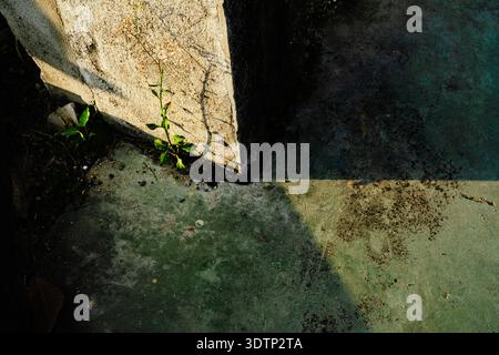 High contrast sunlight and shadow make a geometric copy space on a concrete column and floor with small plant growing from small gap Stock Photo