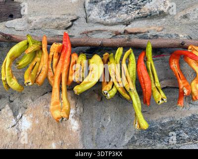 Peppers strung on a string to dry Stock Photo