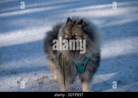A keeshond love the winter. Stock Photo