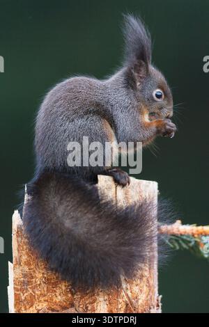 Schwarzes Eichhörnchen Stock Photo