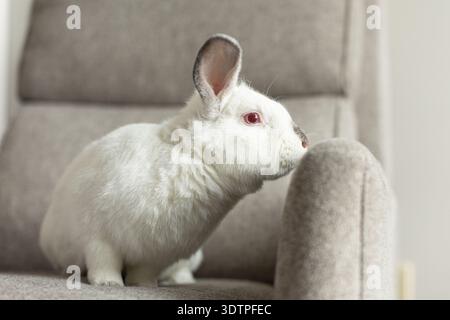 White rabbit with red eyes on a soft gray armchair Stock Photo