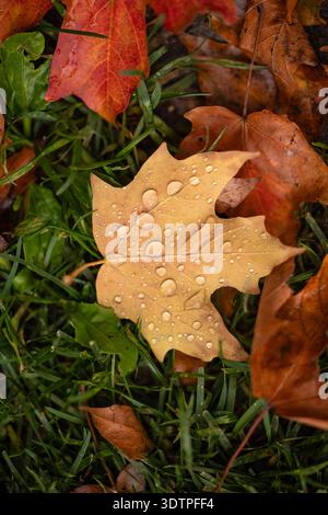 Yellow maple leaf with raindrops on autumn grass Stock Photo