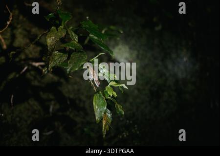 Anole Lizard on Leaf at Night, El Silencio, Arenal, Costa Rica Stock Photo