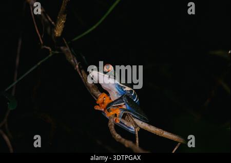 Red-Eyed Tree Frog on Branch at Night, El Silencio Trail, Costa Rica Stock Photo