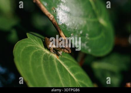 Small Brown Tree Frog on Leaf at Night, El Silencio Trail, Costa Rica Stock Photo