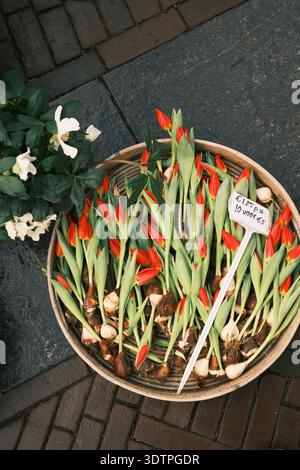 Red Tulip Bulbs for Sale in Basket at Outdoor Flower Market Stock Photo