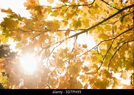 Sun shining through yellow autumn maple leaves in forest Stock Photo