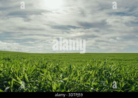 Meadow with bright green grassy wheat field against sky backgrou Stock Photo