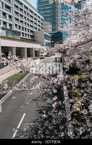 Street covered with cherry blossom petals with urban buildings a Stock Photo