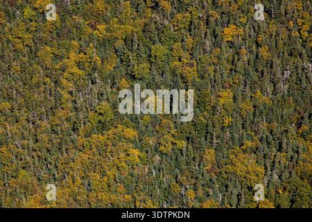Mixed deciduous and coniferous trees on a steep hillside in earl Stock Photo