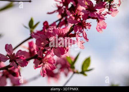 Pink blossom on flowering fruit tree branch (Prunus sp.) against sky, Germany, spring close-up Stock Photo