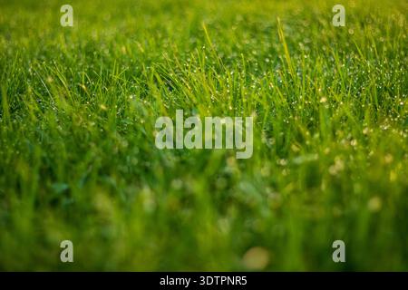 Morning dew on grass blades in lawn, Germany, shallow depth of field close-up, summer outdoor scene Stock Photo