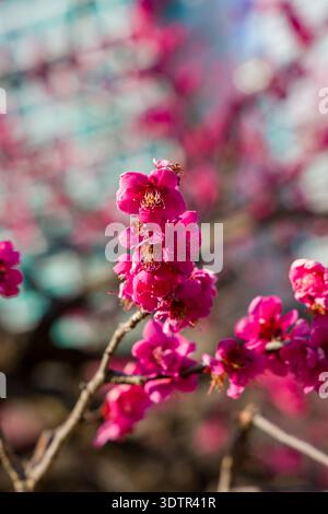 Vibrant pink plum blossoms blooming on a branch during early spring in Tokyo, Japan Stock Photo