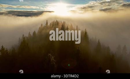 Sunrise above foggy conifer forest ridge aerial. Golden sunrise breaks over a pine ridge rising through thick fog, creating dreamy aerial mountain Stock Photo