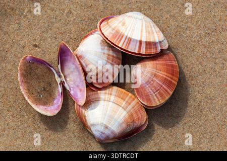 Mussels lying on a sandy beach Stock Photo