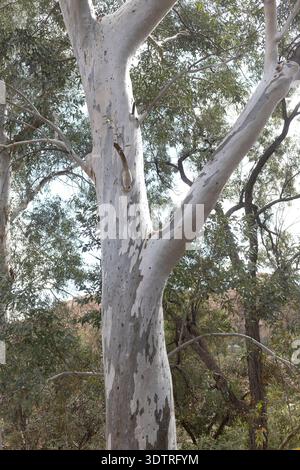 Eucalyptus camaldulensis - river red gum tree. Stock Photo