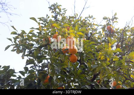 Citrus × aurantium - bitter orange tree. Stock Photo