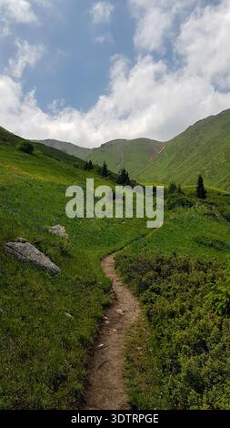Serene Pathway Under Lush Green Lime Trees With People Strolling Stock ...