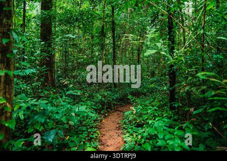Dirt path winding through lush green tropical jungle forest Stock Photo