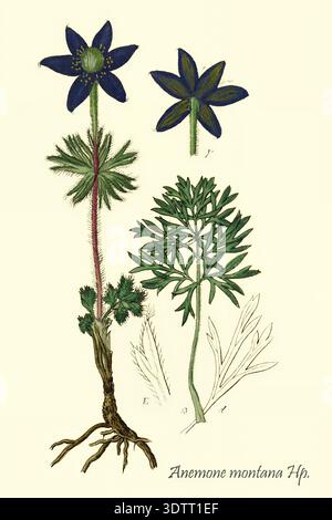 Anemone montana scientific botanical illustration presenting detailed plant morphology including roots, stem, leaves, and dark blue flowers against a light background for educational purposes From Deutschlands flora in abbildungen nach der natur by Jacob Sturm 1771-1848  published 18th century, 1798 Stock Photo