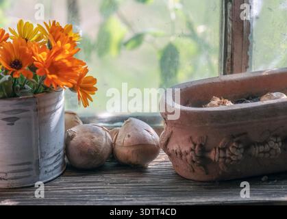 bulbs of flower on a plank  next to a decorative flowerpot in terracotta and bouquet of flowers near a glass of window in greenhouse Stock Photo