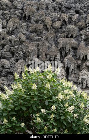 White Hydrangea Bush Against Grotesque Stalactite Wall Backdrop, Prague, Czech Republic. Stock Photo
