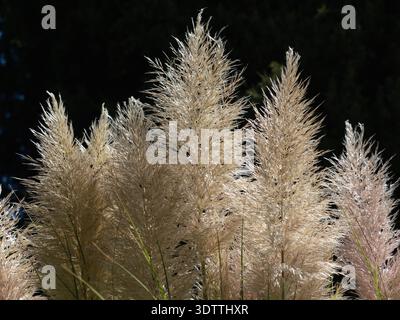 Fluffy Beige Pampas Grass Plumes Backlit By Sunlight Against A Deep Dark Shadowy Background, Valeggio Sul Mincio, Italy. Stock Photo