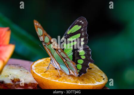 Actinote pellenea butterfly with orange and black wing patterns resting on a green leaf. Translucent wings of a tropical species in the wild. Stock Photo
