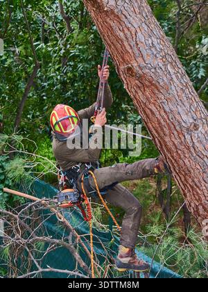 Arborist Tree Climber Wearing Safety Helmet and Harness Using Chainsaw and Ropes on Pine Stock Photo