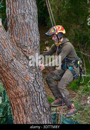 Arborist Tree Climber Wearing Safety Helmet and Harness Using Chainsaw and Ropes on Pine Stock Photo