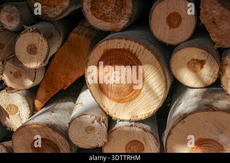 Close-up of stacked logs showing smooth grey bark and circular cut ends. The light-colored wood features distinct reddish-brown heartwood centers. Stock Photo