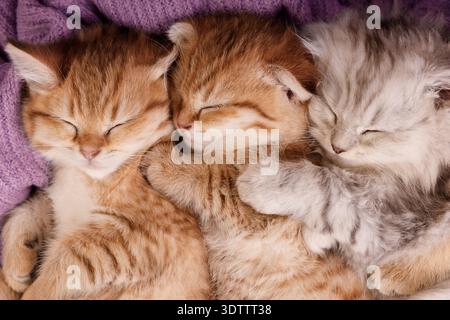 Three Cute Kittens Sleeping Together on a Purple Blanket Stock Photo