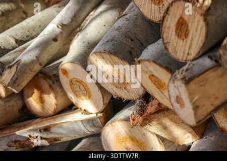 Close-up of stacked logs showing smooth grey bark and circular cut ends. The light-colored wood features distinct reddish-brown heartwood centers. Stock Photo
