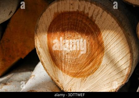 Close-up of stacked logs showing smooth grey bark and circular cut ends. The light-colored wood features distinct reddish-brown heartwood centers. Stock Photo